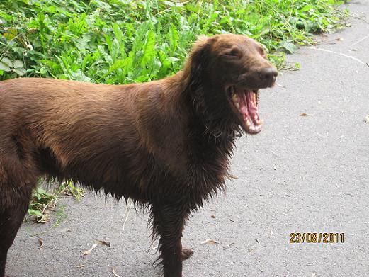 Konstant sömnig hund Konstant sömnig hund