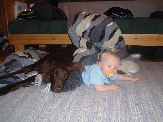 Kvällstrött hund Kvällstrött hund