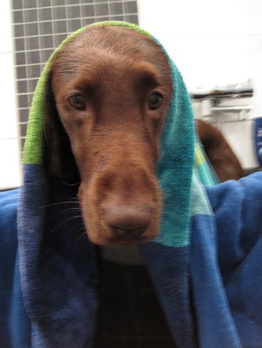 Bedrövad hund som fått bada efter att, ännu en gång, varit olydig (denna gång rullat sig i ngt äckligt) Bedrövad hund som fått bada efter att, ännu en gång, varit olydig (denna gång rullat sig i ngt äckligt)